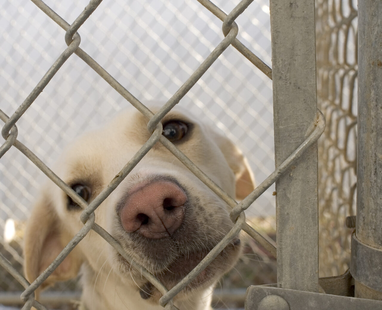 https://hunterspetsitting.com/wp-content/uploads/2020/09/Dog_in_animal_shelter_in_Washington_Iowa-1280x1040.jpg