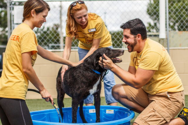 Give Back to Our Local Pet Community – A List of Volunteer Ideas for Orlando Pet Lovers